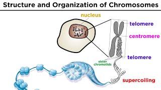 Chromosome Structure and Organization [upl. by Eirojam]