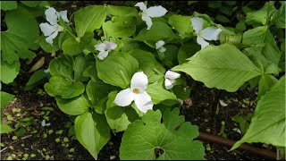 Woodland Wildflower Ideas for Shady Gardens [upl. by Noxin]