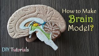 How to make Half Brain Section Model [upl. by Negrom351]