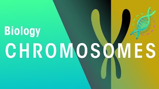 What Are Chromosomes  Genetics  Biology  FuseSchool [upl. by Niroc]