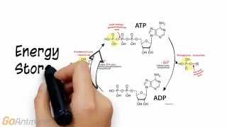 ATP Phosphocreatine System Overview V20 [upl. by Yajeet]