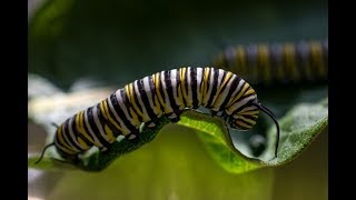 Milkweed amp the Monarch Butterfly Life Cycle [upl. by Euqinahc]