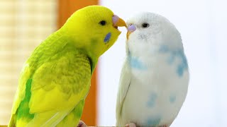 Budgie Sounds for Lonely Budgies [upl. by Goldy]