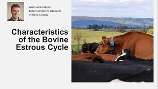 Characteristics of the Bovine Estrous Cycle [upl. by Ahcrop821]