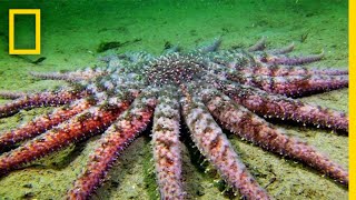 Sunflower Seastar Terrifying Predator  National Geographic [upl. by Niu]