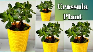 क्रासुला के पौधे की पूरी जानकारी All About Crassula plant lucky plant Jade plant Care Tips [upl. by Ybrek]