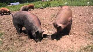 Kingbird Farm  Pastured Pigs 1 of 4  Breeding [upl. by Ellenohs]