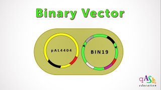 Binary Vector  Agrobacterium  Transformation in plants  Ti plasmid  Biotechnology [upl. by Oigufer]