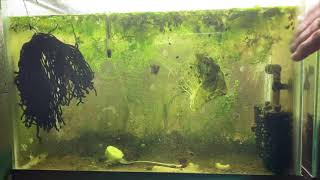 Scuds Daphnia Cherry Shrimp Copepods My aquatic food culture [upl. by Stelmach]