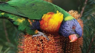 Calls of the Rainbow Lorikeet [upl. by Orpheus42]