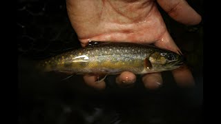 Minnesota North Shore Trout Fishing For Brook Trout amp Brown Trout  THE DRIP [upl. by Georgette]