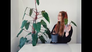 How to Propagate Blushing Philodendron House plant propagation [upl. by Attevroc955]