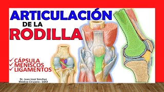 ARTICULACIÓN DE LA RODILLA Huesos ligamentos movimientos y curiosidades [upl. by Ardeth]