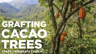 Grafting Cacao Trees A simple demonstration with Zorzal Cacao  Episode 14  Craft Chocolate TV [upl. by Kruter808]