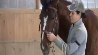 How to fit my Bitless Side Pull natural horsemanship [upl. by Mcconnell196]