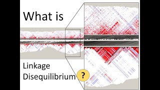 What is Linkage Disequilibrium  Genomics [upl. by Ased]