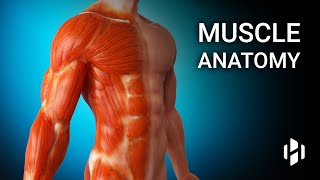 Anatomy of Human Muscles [upl. by Oliy]