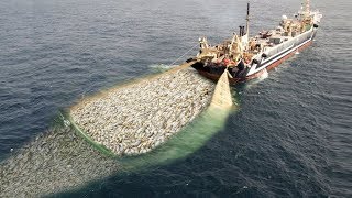 WoW  Fishing Boat Catch a Lot of Fish  Big Catch [upl. by Antebi747]