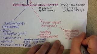 Nervous System Overview [upl. by Acinoda112]