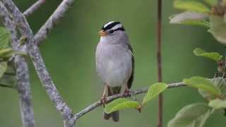 Whitecrowned Sparrow Singing [upl. by Rodmun853]