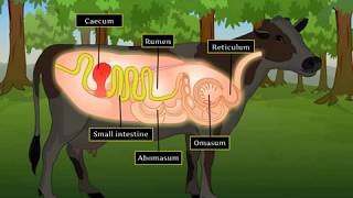 Digestion in Grass Eating Animals  Macmillan Education India [upl. by Alaric46]