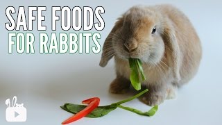 SAFE FOODS FOR RABBITS [upl. by Avra]