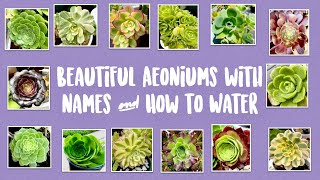 Types of Aeoniums and How to Water them with Names and Pictures  Succulents by Vonny [upl. by Skvorak]