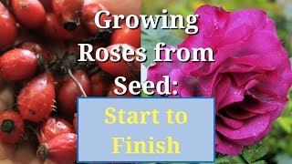 Grow Roses from Seed Start to Finish [upl. by Aloysius]