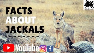 Learn the facts All you need to know about Jackal  EcoTraining [upl. by Rosalynd]