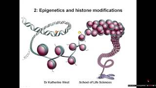 Introduction to epigenetics and histone modifications [upl. by Aloisius438]