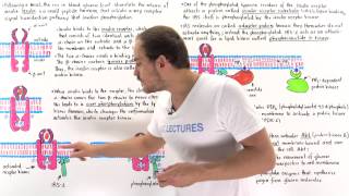 Insulin Signal Transduction Pathway [upl. by Parsaye]