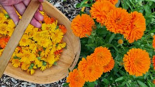 Growing and harvesting Calendula Flowers [upl. by Heddy]