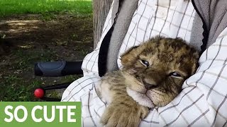 Tiny tiger cub tries to roar [upl. by Donnenfeld]