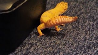 Spooked Leopard Gecko  WHAT TO DO [upl. by Northey]