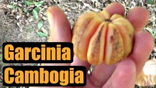 FRESH Garcinia Cambogia Review  Weird Fruit Explorer Ep 157 [upl. by Hochman]