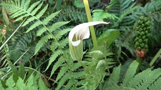 Arisaema candidissimum [upl. by Rubens670]