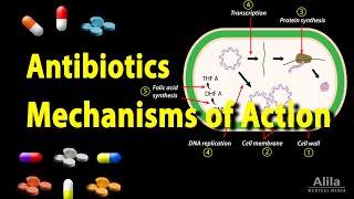 Antibiotics  Mechanisms of Action Animation [upl. by Lertram]