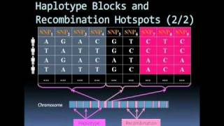 Microarray based SNP genotyping [upl. by Aihtak]