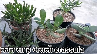 कैसे पहचाने असली crassula [upl. by Floyd]