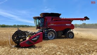 CASE IH 8250 Combines Harvesting Wheat [upl. by Imogen805]