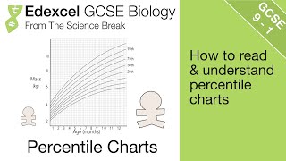 13 Edexcel GCSE Biology  Percentile Charts for Measuring Growth [upl. by Sergio]