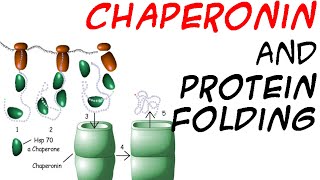 Chaperones and protein folding [upl. by Eatnoed]