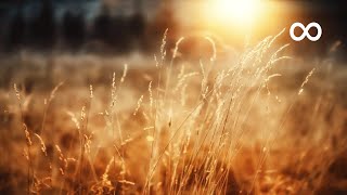 Peaceful Morning Relaxing Instrumental Music Opus 1 [upl. by Gnok]