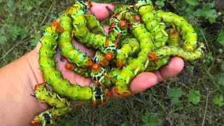 Giant Caterpillars Hickory Horned Devils  Regal Moth  Citheronia regalis Saturniidae VERY Big [upl. by Boys]