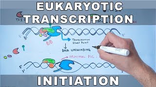 Transcription Initiation in Eukaryotes [upl. by Nabala]