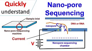 Nanopore sequencing [upl. by Coyle46]