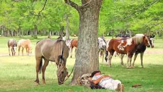 Gauchos Argentinos Tradiciones [upl. by Acirat]