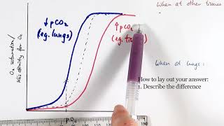 AS Biology  Oxygen dissociation curve OCR A Chapter 84 [upl. by Shelden]