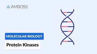 Protein Kinases Cell Signaling and Phosphorylation [upl. by Adnot763]