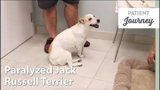 Jack Russell Recovers After IVDD Diagnosis [upl. by Aeli387]